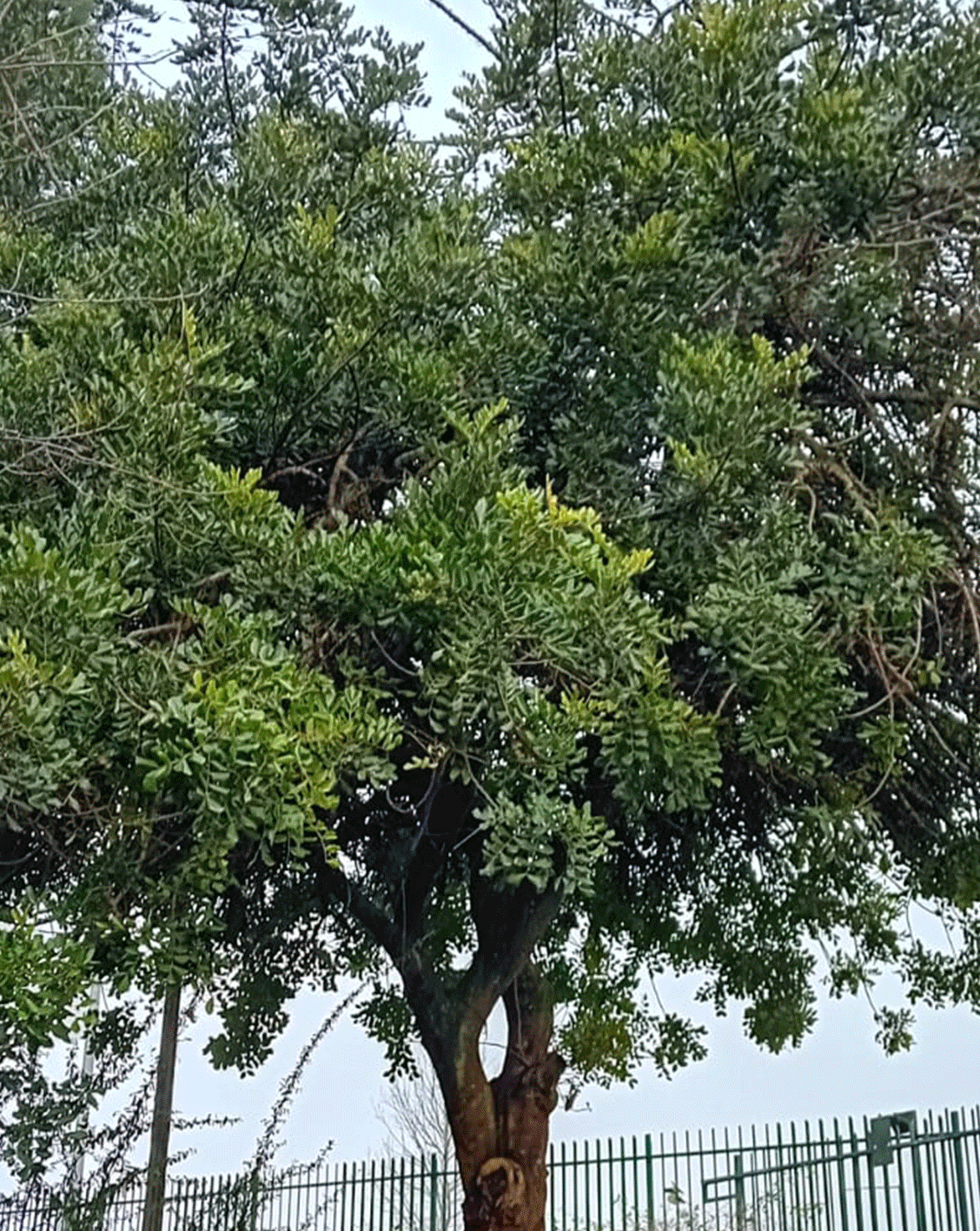 alfarrobeira