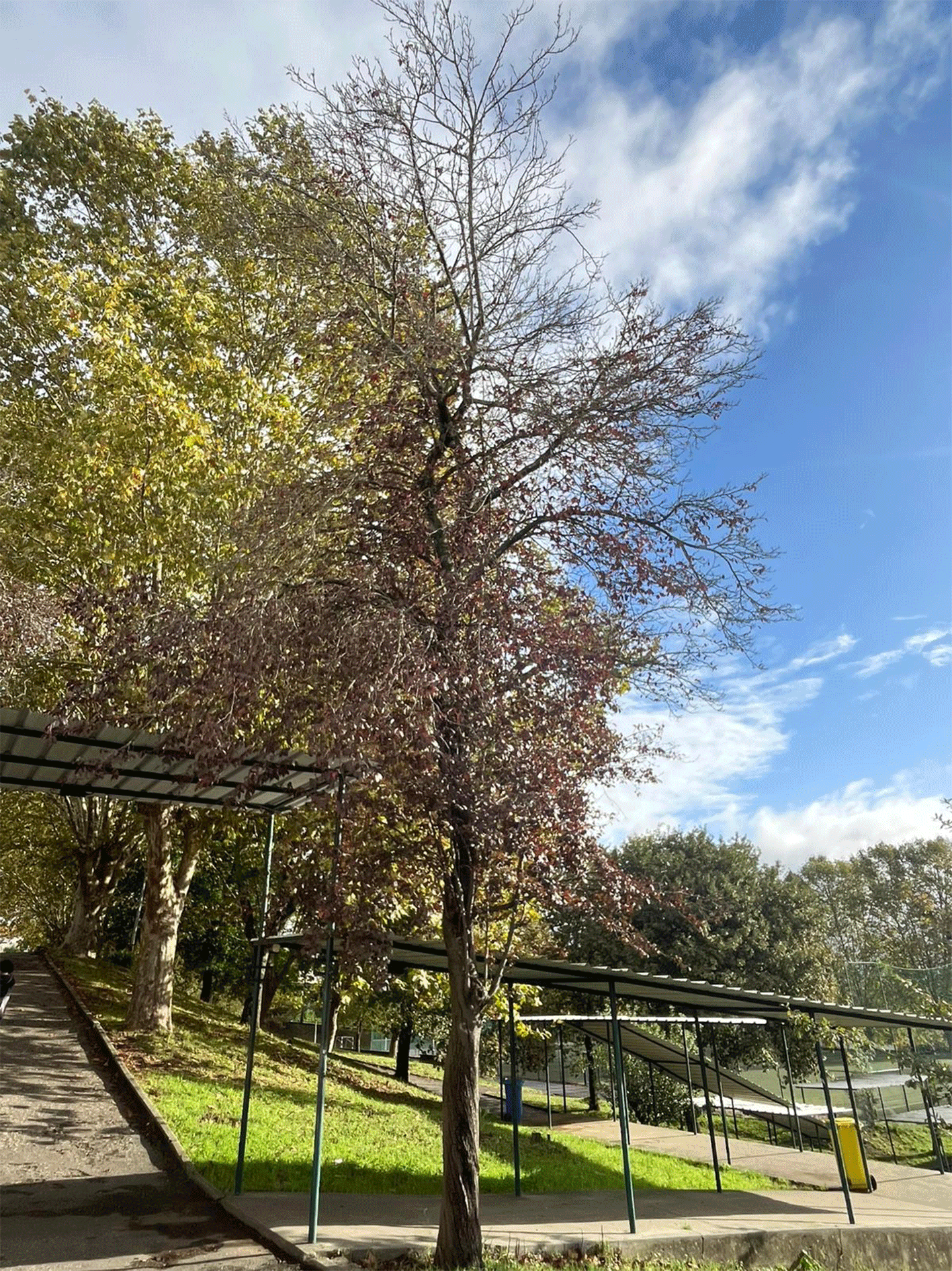 ameixeira japonesa