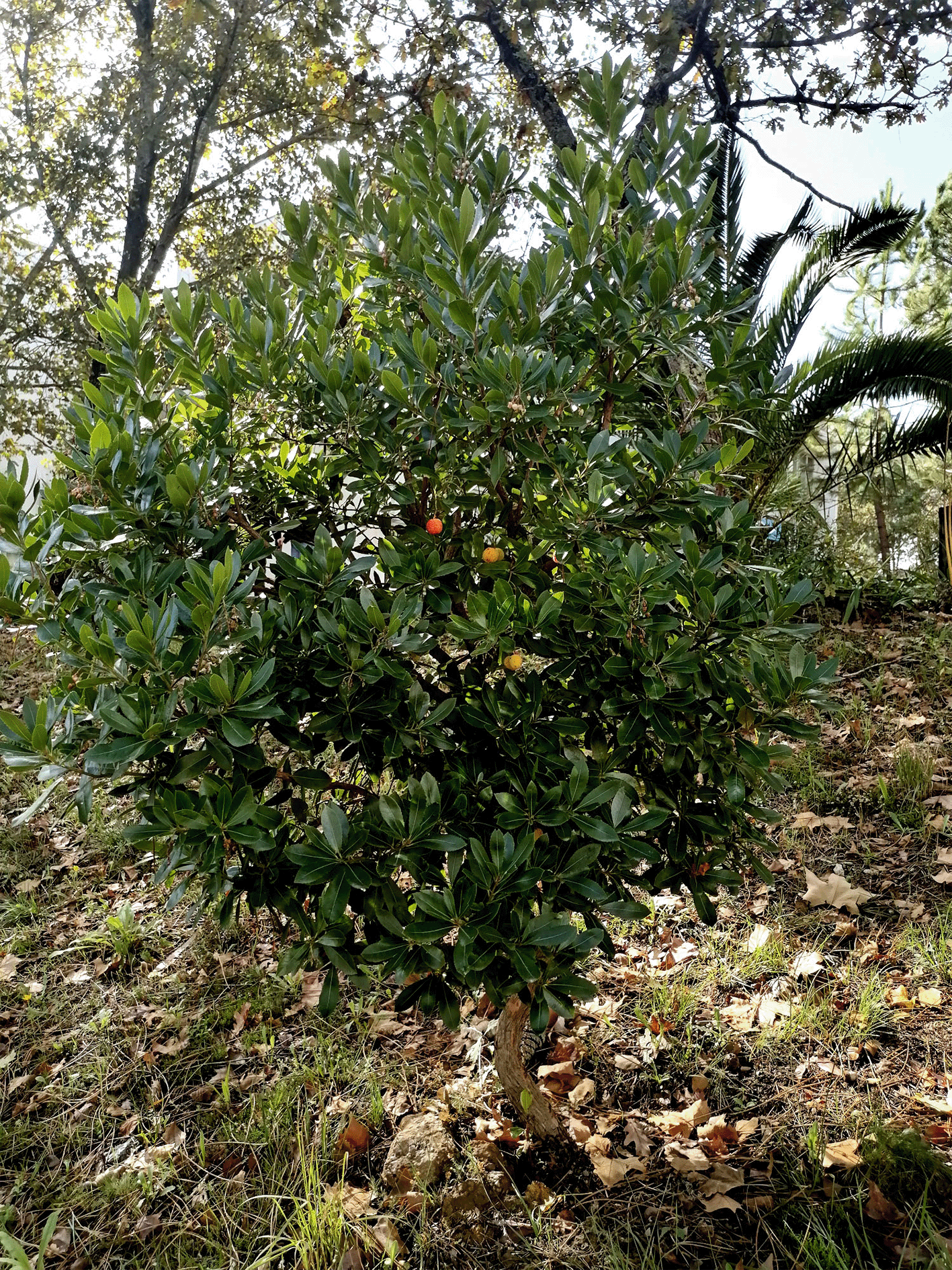 medronheiro