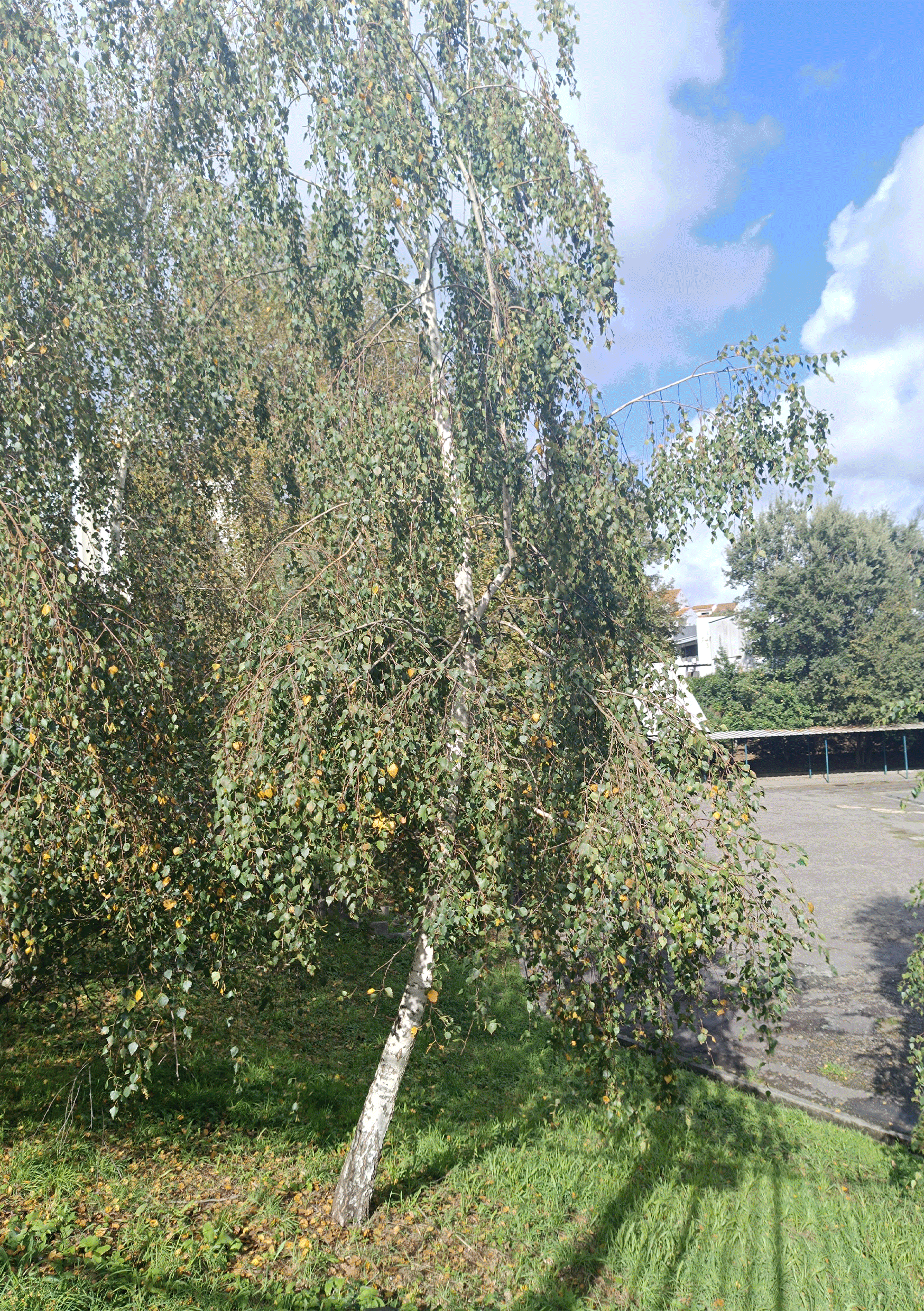 bétula