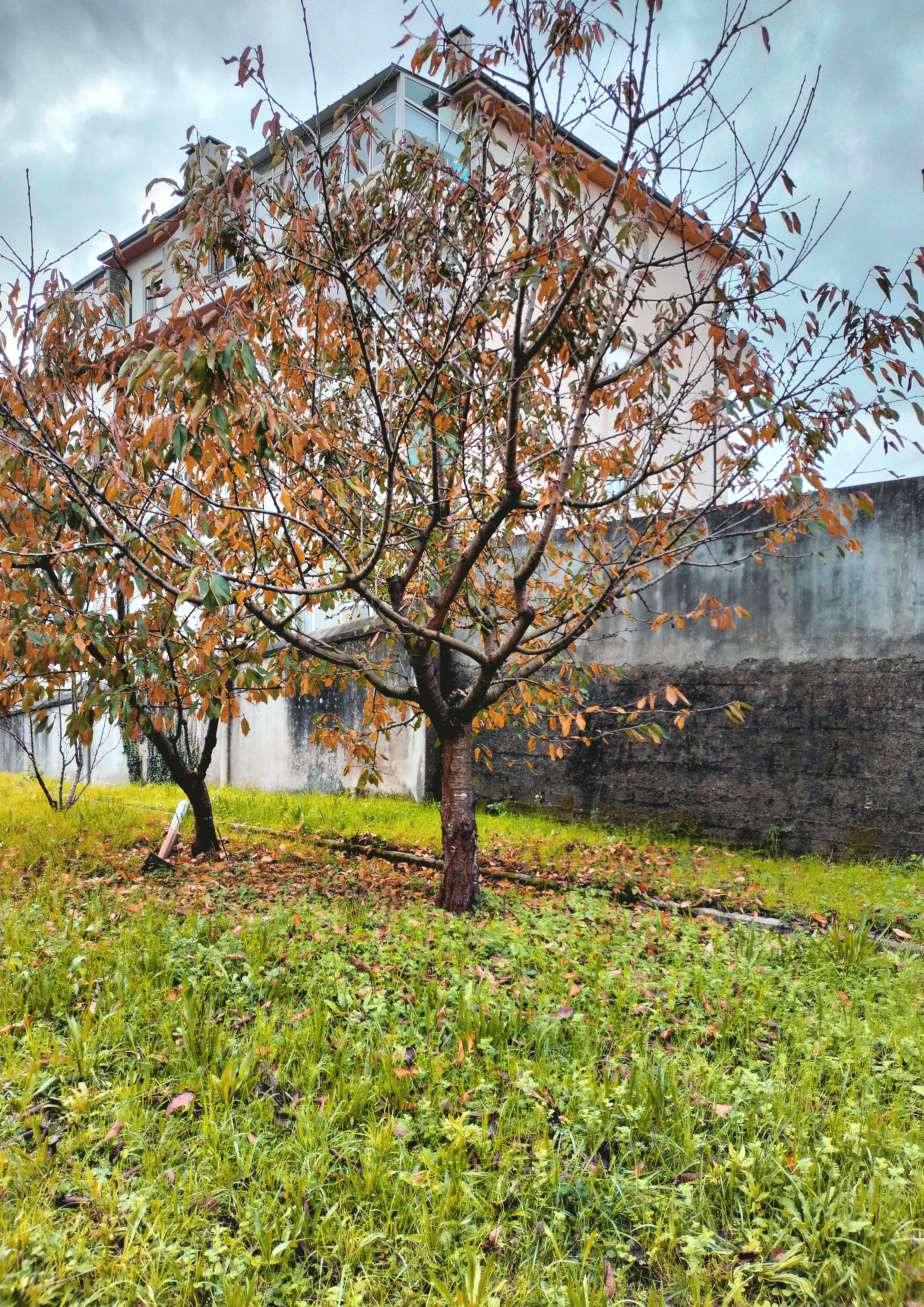 carvalho roble